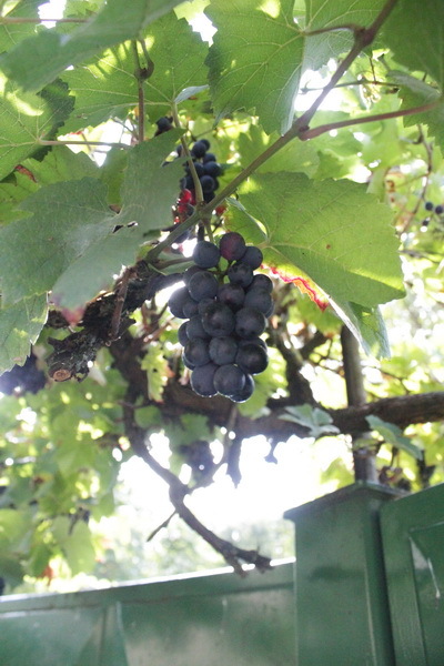 http://f1.s.qip.ru/j1zuYvU0.jpg