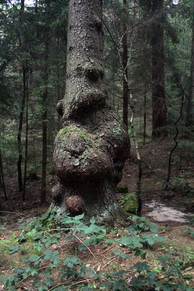http://f6.s.qip.ru/tOAcrW1w.jpg