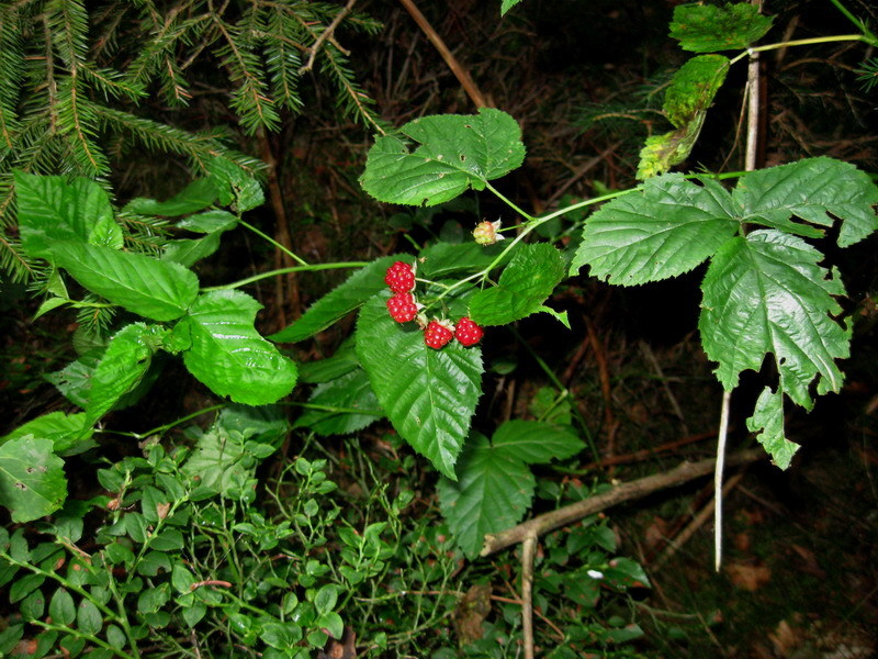 http://f1.s.qip.ru/tOAcrW1P.jpg